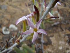 Adromischus maculatus