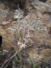 Adromischus maculatus