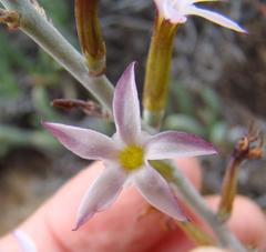 Adromischus maculatus