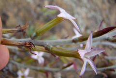 Adromischus maculatus
