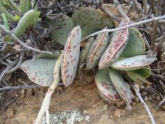 Adromischus maculatus