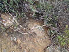 Adromischus maculatus