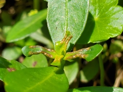 Amynothrips andersoni