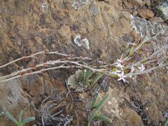 Adromischus maculatus