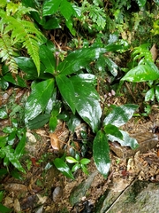 Hedyotis shiuyingiae