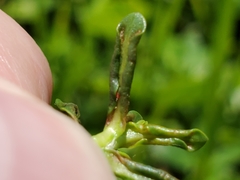 Amynothrips andersoni