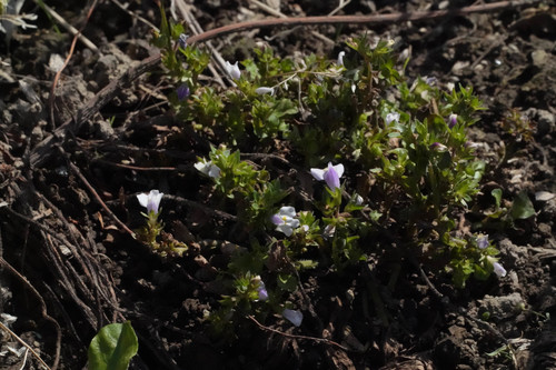 Miquel's mazus (Mazus miquelii)