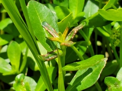 Amynothrips andersoni