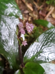 Hedyotis shiuyingiae