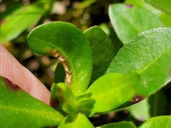 Amynothrips andersoni