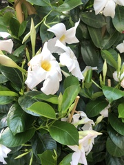 Mandevilla