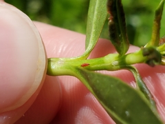 Amynothrips andersoni