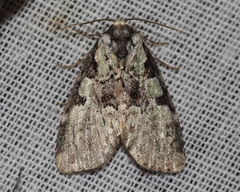 Leuconycta lepidula