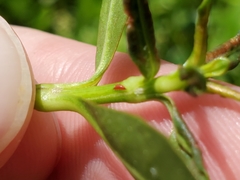 Amynothrips andersoni