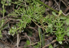 Galium verrucosum