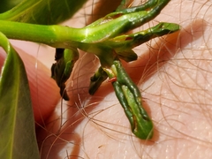 Amynothrips andersoni