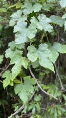 Vitis bryoniifolia
