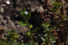 Bothriospermum zeylanicum