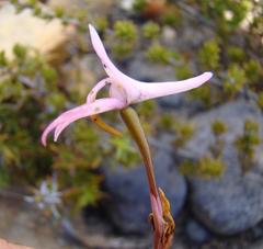 Disa