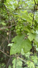 Vitis bryoniifolia