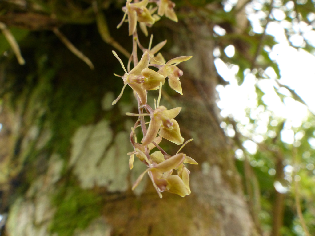 Epidendrum lumbaquiense Hágsater & Dodson