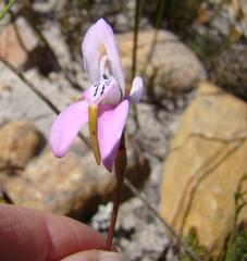 Disa