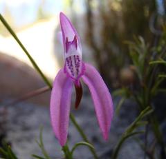 Disa