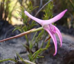 Disa