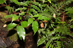 Syzygium crebrinerve