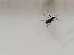 Malachius lusitanicus