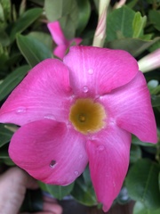 Mandevilla