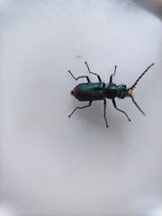 Malachius lusitanicus