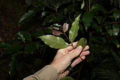 Syzygium crebrinerve