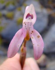 Disa