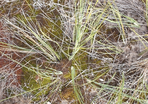 Image of Lomandra leucocephala by (c) Rosalie Lawrence, some rights reserved (CC BY)