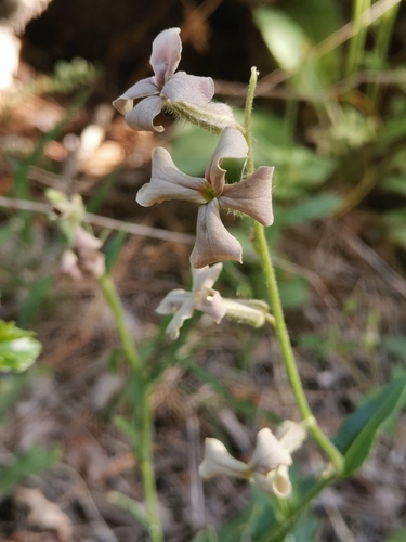 Image of Hesperis laciniata by (c) Ljaž, some rights reserved (CC BY)