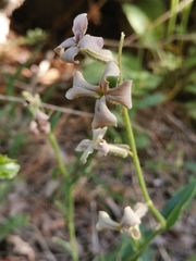Hesperis laciniata