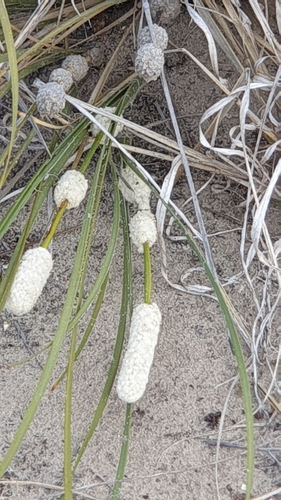 Image of Lomandra leucocephala by (c) Rosalie Lawrence, some rights reserved (CC BY)