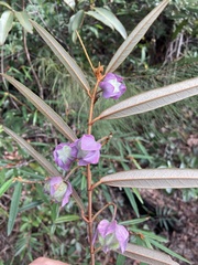 Seringia