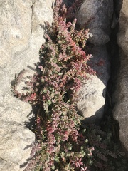Chenolea diffusa