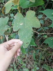 Rubus reflexus