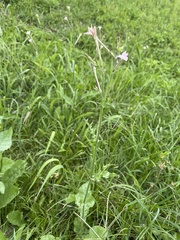 Nicotiana plumbaginifolia