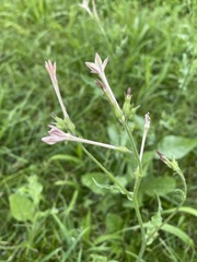 Nicotiana plumbaginifolia