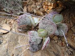 Adromischus maculatus