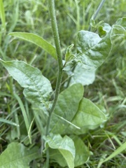 Nicotiana plumbaginifolia