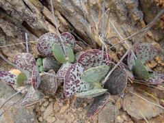 Adromischus maculatus