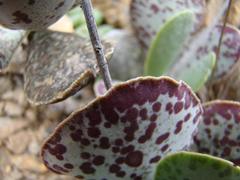 Adromischus maculatus