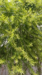 Melaleuca hybridus