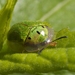 Sunflower Tortoise Beetle - Photo (c) Scott King, some rights reserved (CC BY-NC)