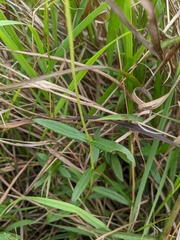 Sphagneticola calendulacea